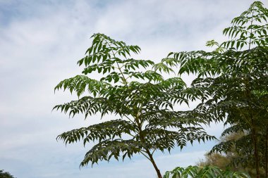 Meyveli Melia azedarach dalı