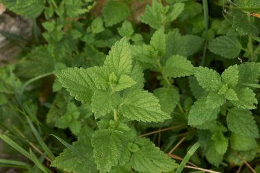 Melissa officinalis 'in taze yaprakları ve çiçekleri
