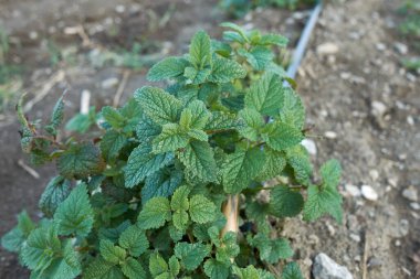Melissa officinalis tarım alanında bitki yetiştiriyor.