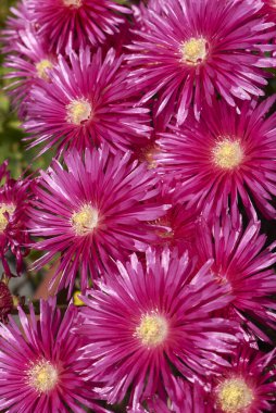 Lampranthus spektabilis kırmızı infloresans