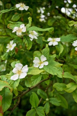 Beyaz çiçekli Mespilus Germanica dalı