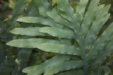 Microsorum diversifolium taze yapraklar kapanıyor.
