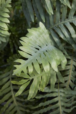Microsorum diversifolium taze yapraklar kapanıyor.