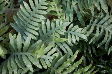 Microsorum diversifolium taze yapraklar kapanıyor.