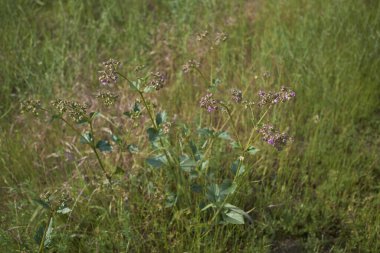 Mirabilis nyctaginea bitkileri çiçek açtı.
