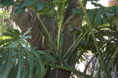 Monstera deliciosa bitkisinin manzarası