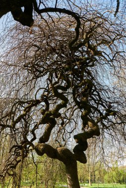 Kışın stiphnolobium japonicum pendula