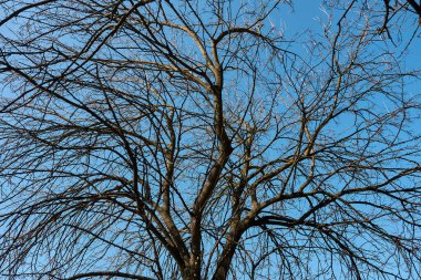 Morus alba gövde ve kabuk yakın