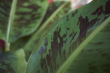 Musa Acuminata var 'ın dokulu yaprakları. zebrina