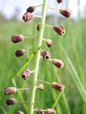 Muscari comosum mor inflorescence