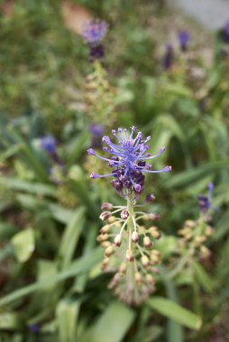 Muscari comosum mor inflorescence