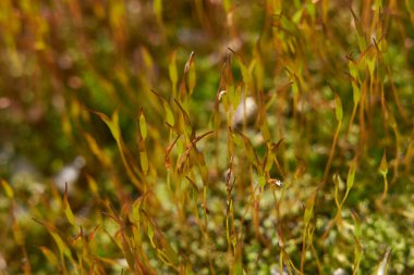 Taze yosun. Yakın çekim.