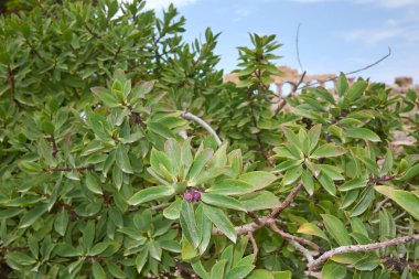 Myoporum laetum 'un yemyeşil yaprakları.