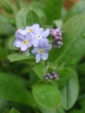 Myosotis Sylvatica bitkisinin küçük mavi çiçekleri