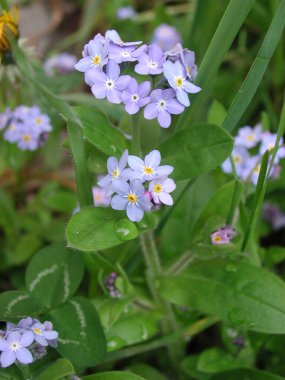 Myosotis Sylvatica bitkisinin küçük mavi çiçekleri