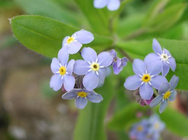 Myosotis Sylvatica bitkisinin küçük mavi çiçekleri