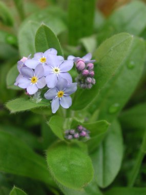 Myosotis Sylvatica bitkisinin küçük mavi çiçekleri