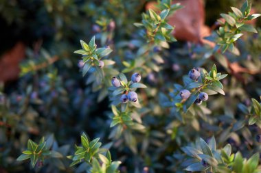 Myrtus komünis böğürtlen