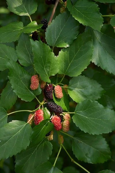 Meyveli Morus alba dalı