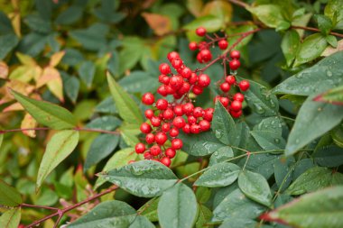 Nandina evcil çalı manzarası