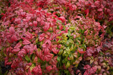 Cüce Nandina Evcilleştirilmiş