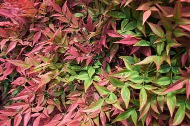  Nandina evcilleştirilmiş renkli yapraklar 