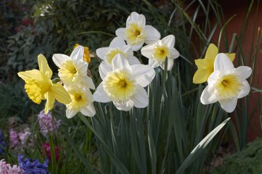 Beyaz ve sarı Narcissus çiçekleri