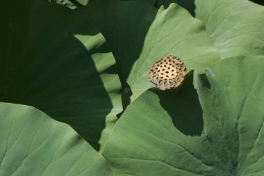 Nelumbo Nucifera Görünümü