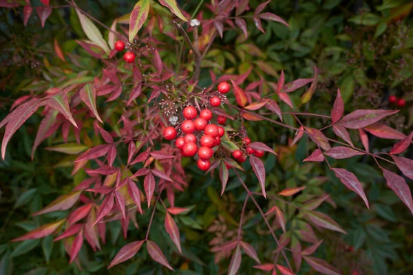 Veduta Dell Arbusto Nandina Domestica — Foto Stock