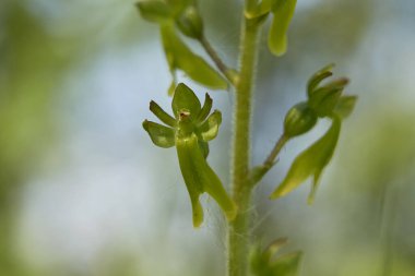 Neottia ovata, çiçek açmış karasal orkide.