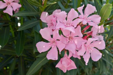 Çiçek açmış neryum zakkum
