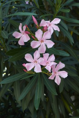 Çiçek açmış neryum zakkum