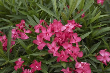 Çiçek açmış neryum zakkum