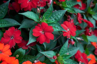 Yeni Gine bitkilerinin kırmızı çiçekleri