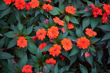 Yeni Gine bitkilerinin kırmızı çiçekleri