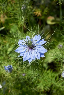 Nigella Damascena mavi çiçek