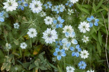Nigella Damascena mavi çiçek
