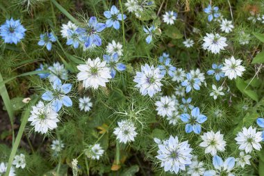 Nigella Damascena mavi çiçek