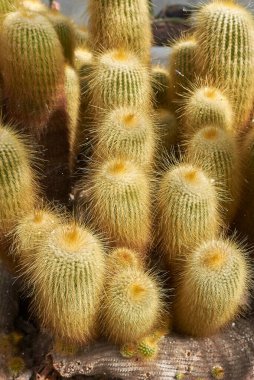 Notocactus leninghausii kaktüsünün dokulu grubu
