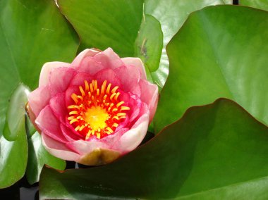 Nymphaea çiçeği yaklaş