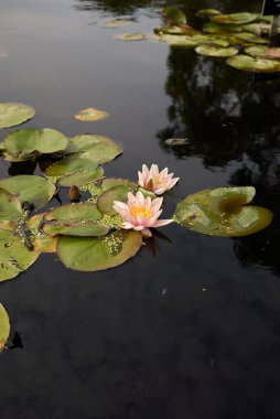Nymphaea bitkilerinin açtığı gölet