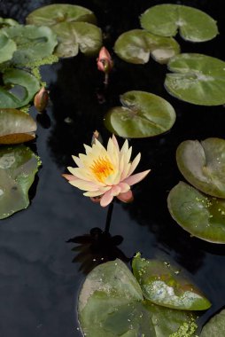 Nymphaea bitkilerinin açtığı gölet