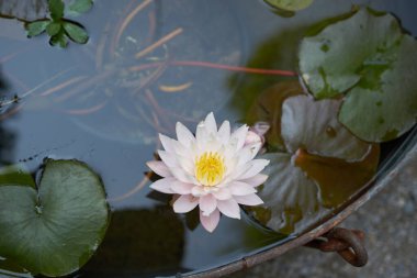 Nymphaea plants in a tub pond clipart