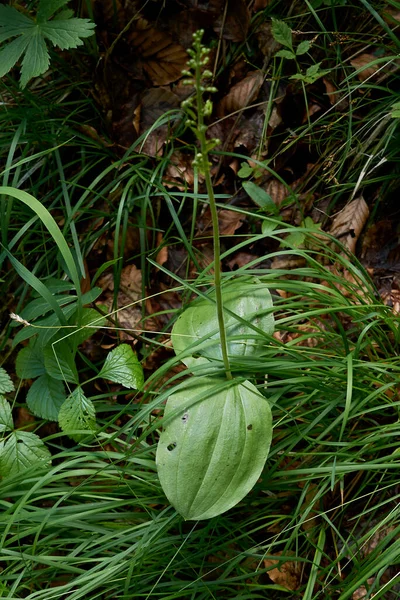 Neottia ovata, terrestrial orchid in bloom