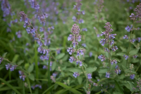 Šeříkové Květy Rostliny Nepeta Cataria — Stock fotografie