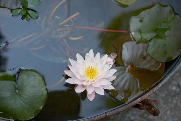 Nymphaea Növények Egy Kádas Tóban — Stock Fotó