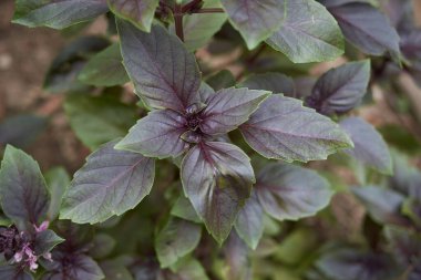 Ocimum bazilika purpurpurascens kapatılıyor