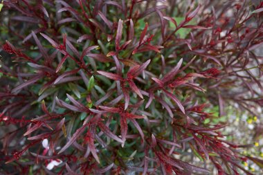 Kırmızı yapraklı Oenothera Lindheimeri