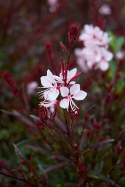 Kırmızı yapraklı Oenothera Lindheimeri