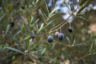 Olea Europaea Manzarası
